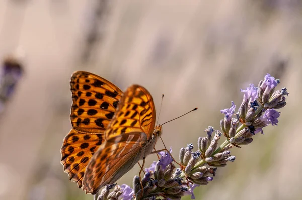 Schöner Argynnis Paphia Schmetterling Auf Lavendel Angustifolia Lavandula Sonnenlicht Kräutergarten — Stockfoto