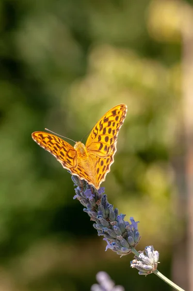 Vackra Argynnis Paphia Fjäril Lavendel Angustifolia Lavandula Solljus Örtagård — Stockfoto