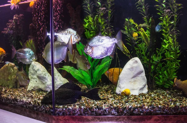 Närbild Akvarium Tank Full Fisk — Stockfoto