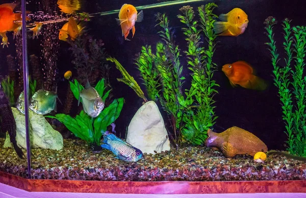 Närbild Akvarium Tank Full Fisk — Stockfoto