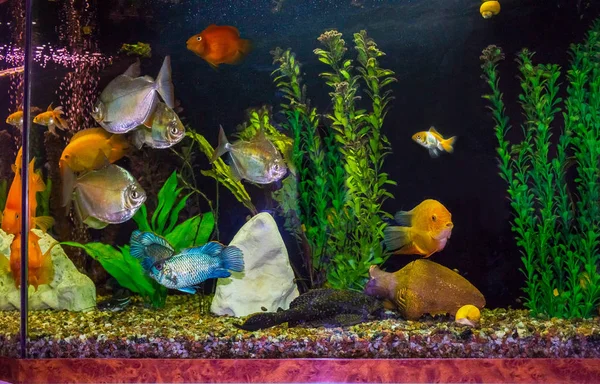 Die Nahaufnahme Eines Aquariums Voller Fische — Stockfoto