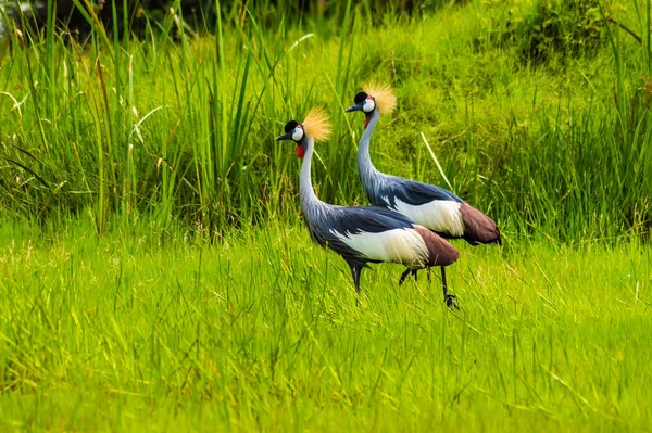 Deux Grues Royale Dans Une Prairie Herbe Roseaux Près Ville — Photo