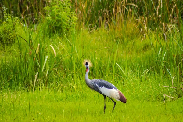 Zwei Royale Kraniche Auf Einer Gras Und Schilfwiese Nahe Der — Stockfoto