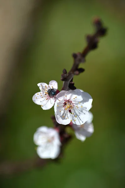 Fleurs Abricot Sur Les Branches Des Arbres Printemps — Photo