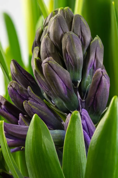 Primer Plano Flor Hiacinto Púrpura — Foto de Stock