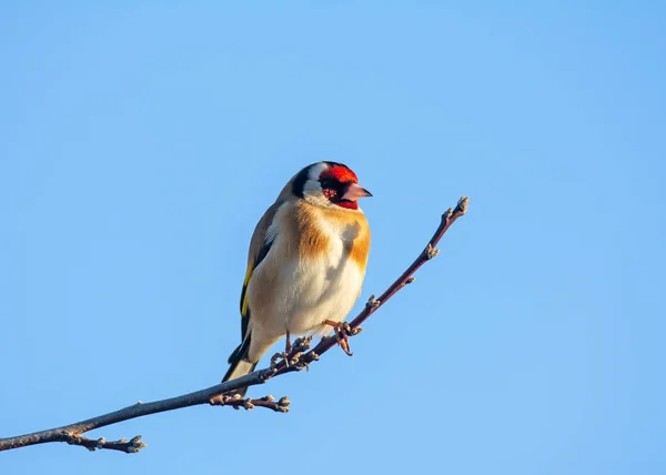 Evropská Zlatá Pěnkava Carduelis Carduelis Sedící Větvi Stromu — Stock fotografie