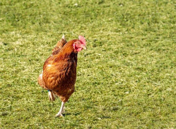 Agriculture Biologique Avec Poules Heureuses Avec Gros Runout — Photo