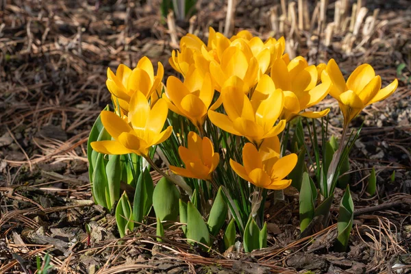 Krokus Krokus Blumen Des Frühlings — Stockfoto