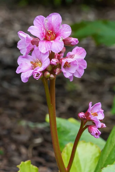 Bergenia Bergenia Hybride Gros Plan Capitule — Photo