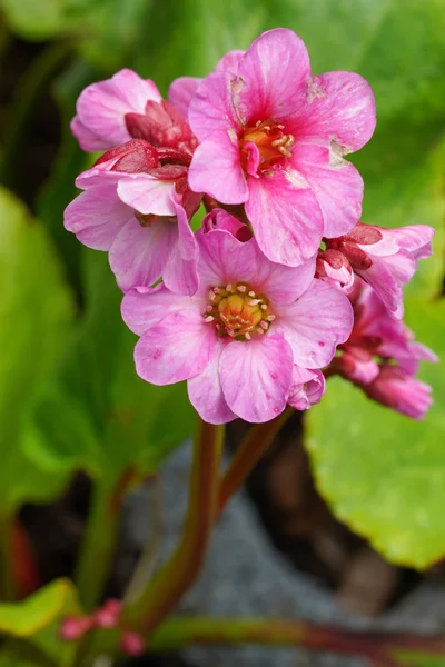 Bergenia Bergenia Hybride Close Flower Head — Stock Photo, Image