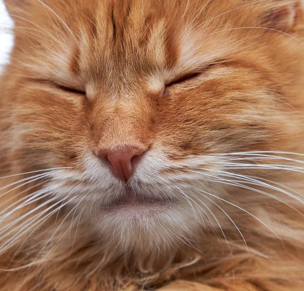 Dormindo Gato Fofo Vermelho Com Olhos Fechados Grande Bigode Branco — Fotografia de Stock