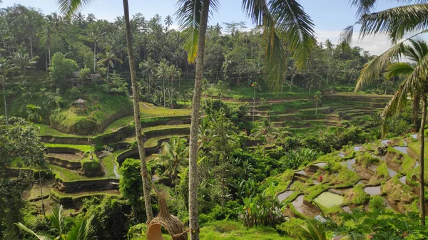 Ubud Bali Tegalalang Pirinç Terasları Tegalalang Rice Terrace Ünlü Turist — Stok fotoğraf