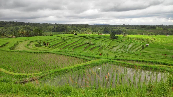 Jatiluwih Rice Terrace Ηλιόλουστη Μέρα Και Πράσινες Ζούγκλες Στο Ubud — Φωτογραφία Αρχείου