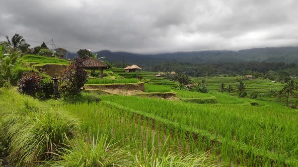 Jatiluwih Rijst Terras Groene Jungle Ubud Bali — Stockfoto