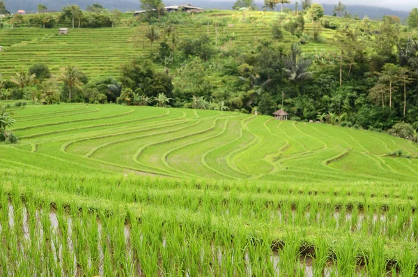 Jatiluwih Rice Terrace Ηλιόλουστη Μέρα Και Πράσινες Ζούγκλες Στο Ubud — Φωτογραφία Αρχείου