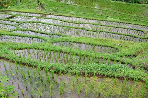 Jatiluwih Rice Terrace Ηλιόλουστη Μέρα Και Πράσινες Ζούγκλες Στο Ubud — Φωτογραφία Αρχείου