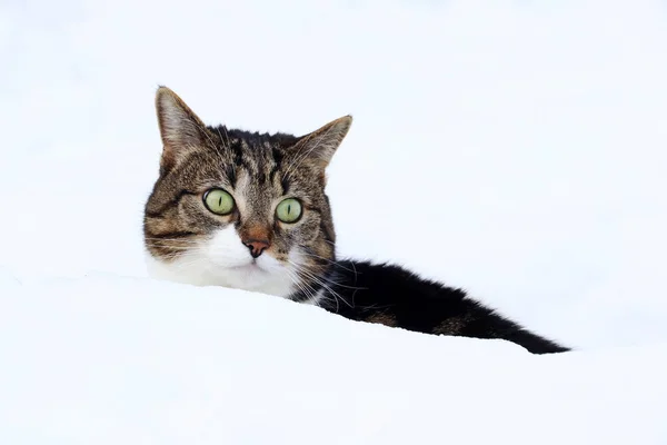 Liten Katt Tittar Nyfiket Bakom Hög Snö — Stockfoto