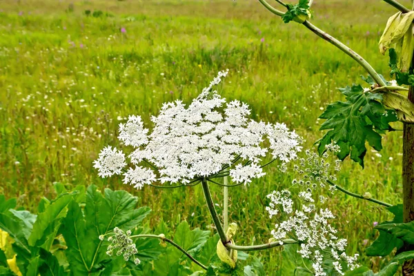 Virágzó Fehér Virágok Esernyő Heracleum Sosnowski Háttérben — Stock Fotó