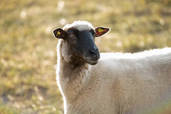 Rhoen Siyah Beyaz Yünlü Koyunlar Kameraya Bakıyor — Stok fotoğraf