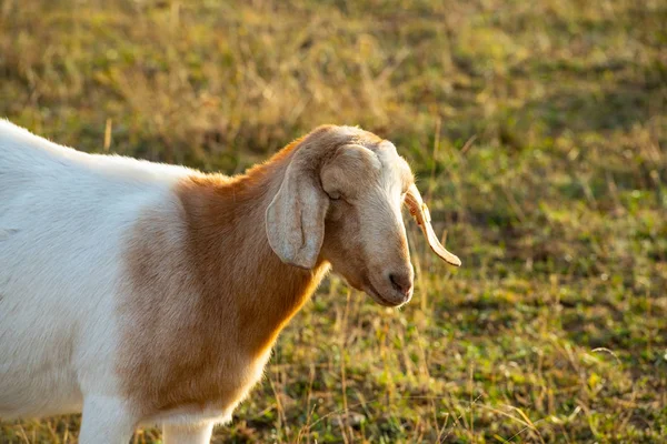 Porträtt Get Äng Bakgrundsbelysning — Stockfoto