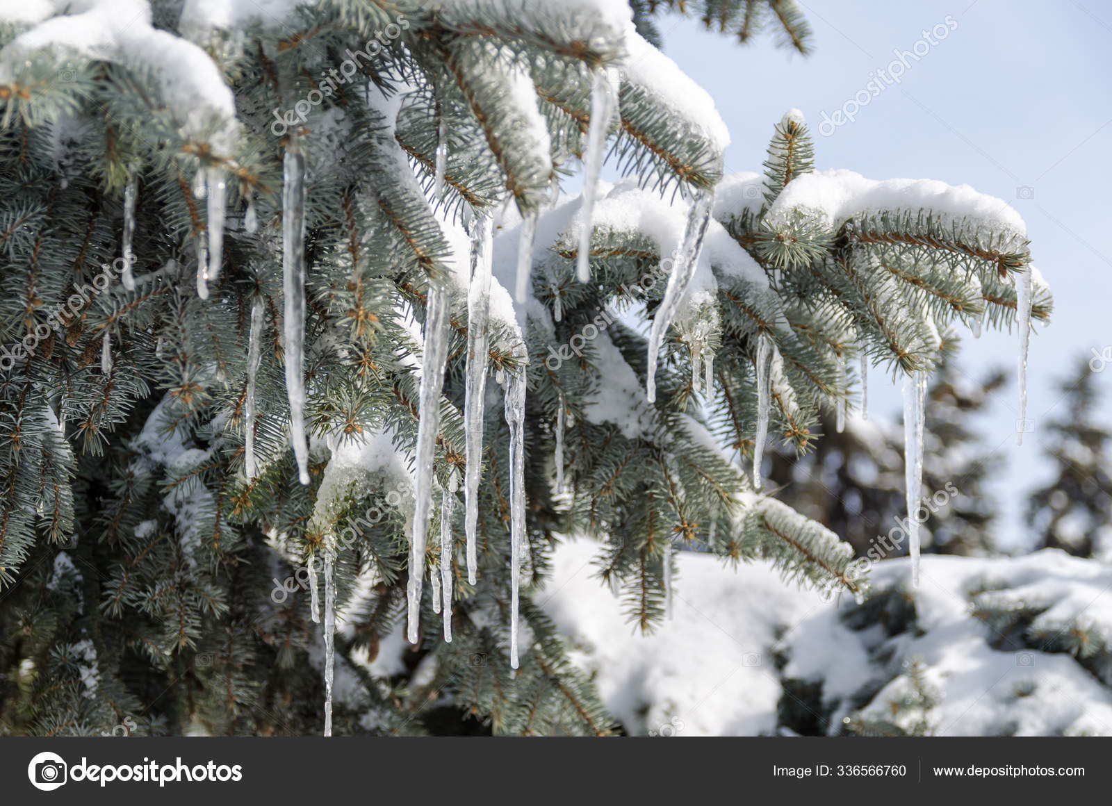 Close-up of Fungal Growth with Icicles on Tree Bark · Free Stock Photo, image size:1600x1160