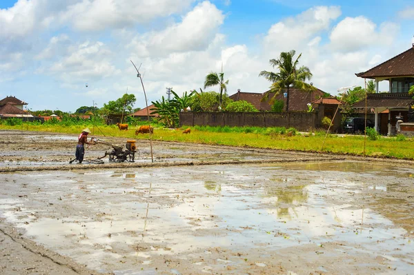 農村部の田んぼで働く地元の男 田舎の伝統的なシーン インドネシア — ストック写真