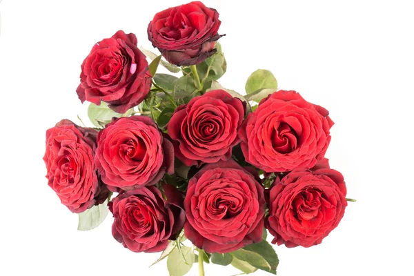Bouquet Belles Roses Rouges Foncées Isolées Sur Fond Blanc — Photo