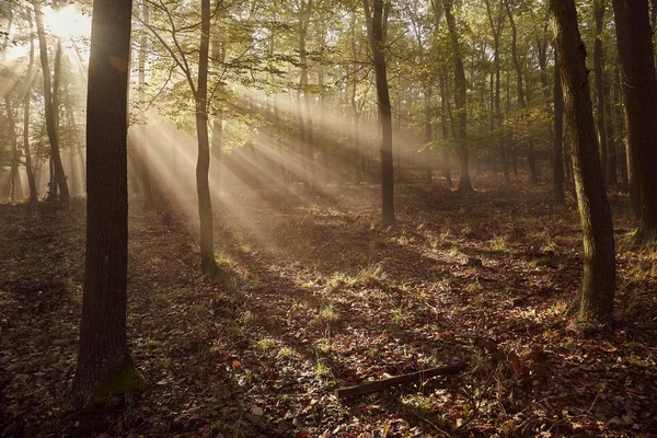 Foresta Con Raggi Solari Che Filtrano Attraverso — Foto Stock