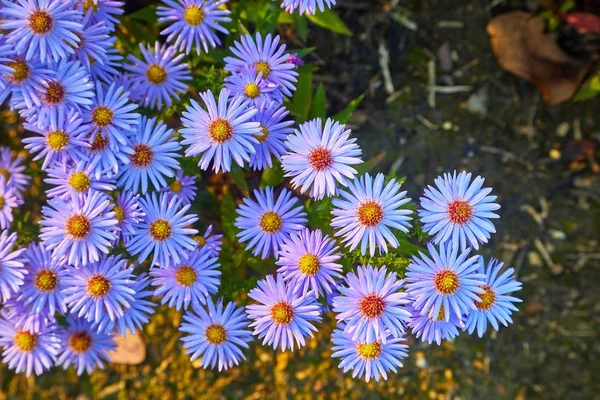 Muchas Flores Pequeñas Jardín — Foto de Stock