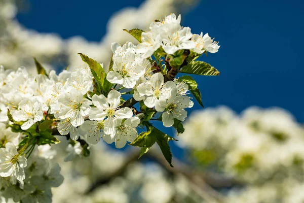 Frühlingsblüte Blumen Auf Baum — Stockfoto