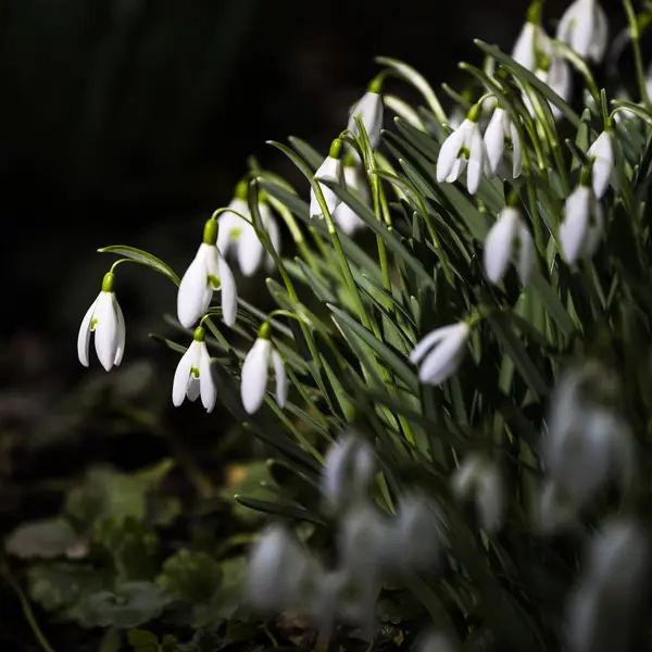 Flores Brancas Gota Neve Primavera Flora — Fotografia de Stock