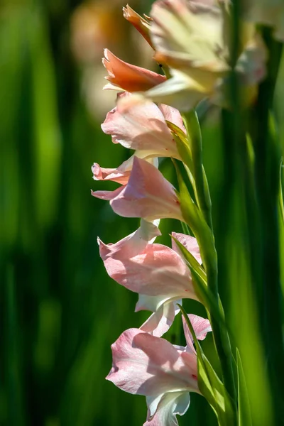 Gentle pink gladiolus flowers blooming in beautiful garden. Gladiolus is plant of the iris family, with sword-shaped leaves and spikes of brightly colored flowers, popular in gardens and as a cut flower...