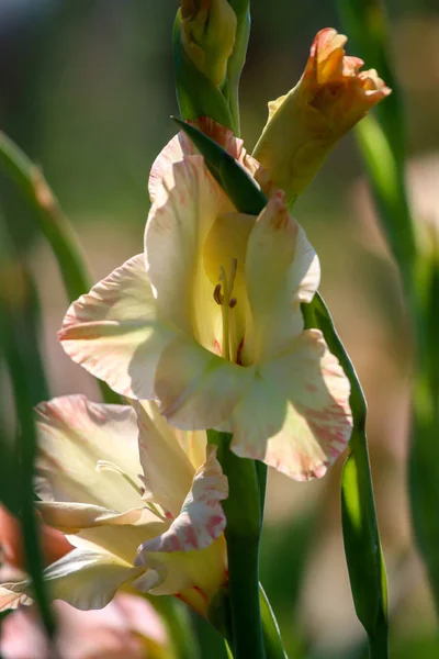 Gyengéd Rózsaszín Gladiolus Virágok Virágoznak Gyönyörű Kertben Gladiolus Növény Írisz — Stock Fotó