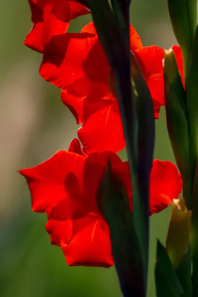 Червоні Гладіолусні Квіти Цвітуть Прекрасному Саду Гладіолус Рослина Родини Ірисів — стокове фото