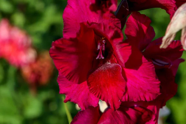 붉은색의 글라디올러스 꽃들이 아름다운 정원에 있습니다 글라디올러스 글라디올러스 Gladiolus 홍채과 — 스톡 사진