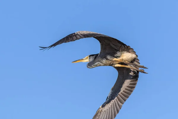 Grey Heron Ardea Cinerea Danube Delta Romania — Stock Photo, Image