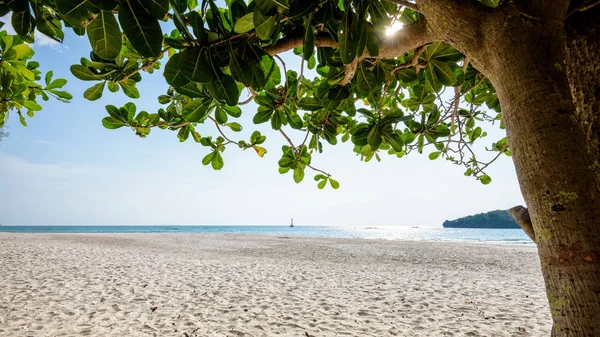 Bela Natureza Paisagem Praia Mar Sob Luz Solar Verão Árvore — Fotografia de Stock