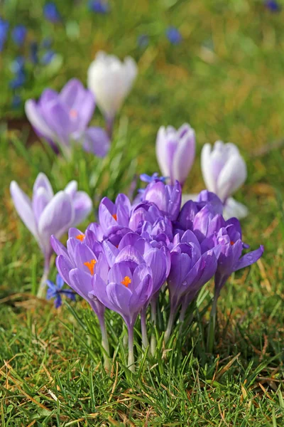 Spring Crocuses Flora Petals — Stock Photo, Image