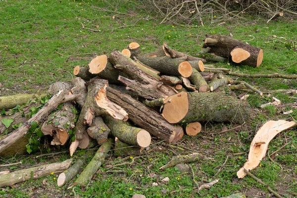 Aire Libre Una Pila Madera Para Chimenea — Foto de Stock