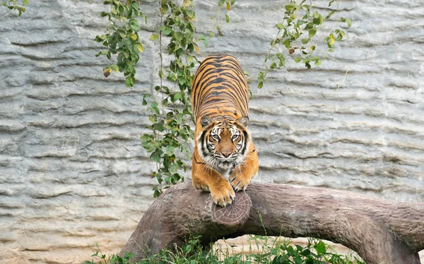 Bengálský Tygr Zoologické Zahradě Panthera Tigris — Stock fotografie