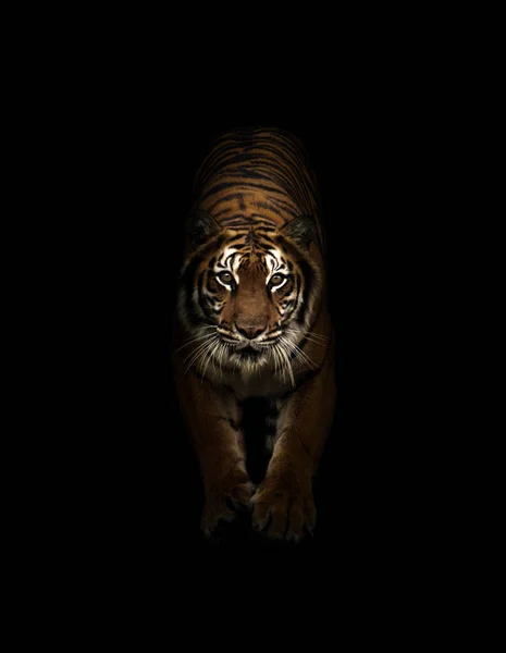 Бенгальский Тигр Темном Фоне — стоковое фото