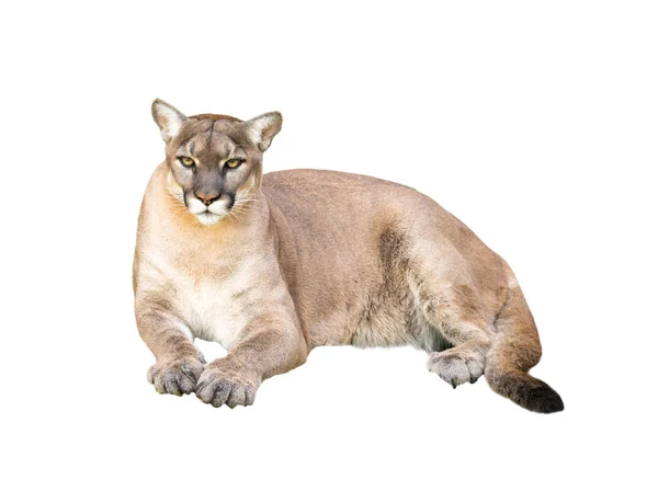 Pima Cougar Isolated White Background — Stock Photo, Image