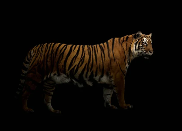 Tigre Bengale Dans Fond Sombre — Photo