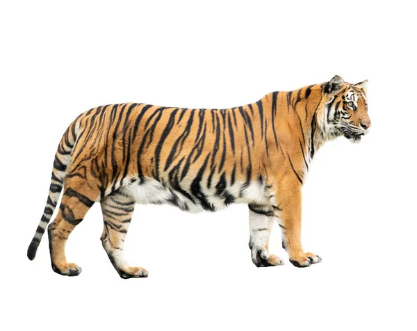 Tigre Bengala Isolata Sfondo Bianco — Foto Stock