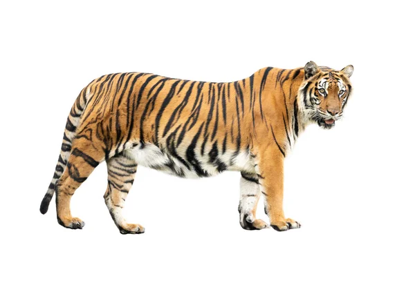 Бенгальский Тигр Изолирован Белом Фоне — стоковое фото