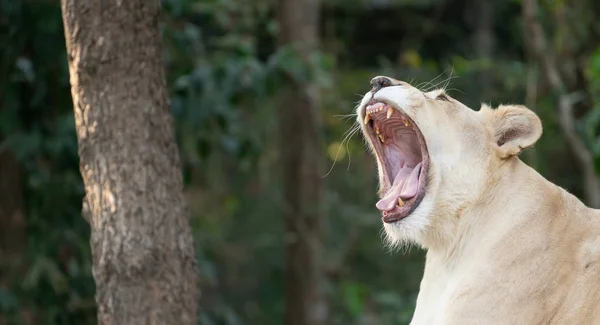 Leão Branco Fêmea Bocejo Zoológico — Fotografia de Stock