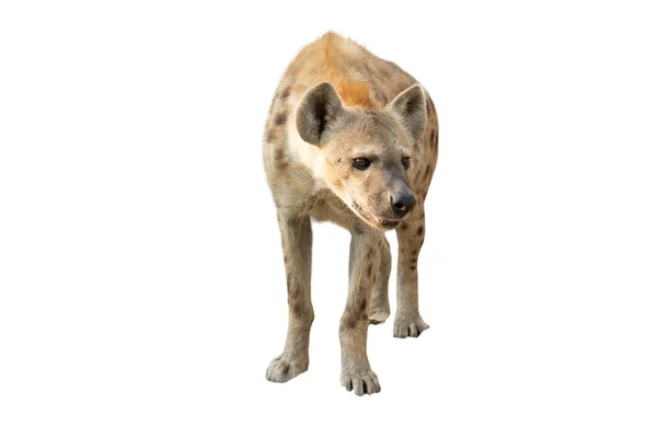 Fläckig Hyena Isolerad Vit Bakgrund — Stockfoto