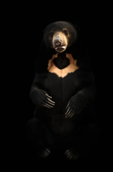 Malayan Sunbear Sitting Dark Background — Stock Photo, Image