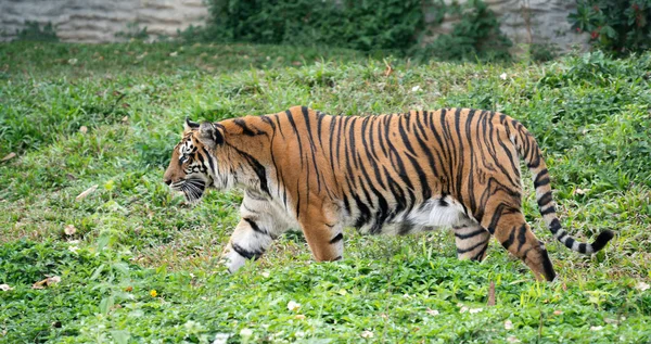 Tigre Bengale Dans Zoo Panthera Tigris — Photo