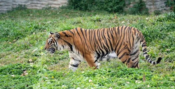 Bengalisk Tiger Djurparker Panthera Tigris — Stockfoto